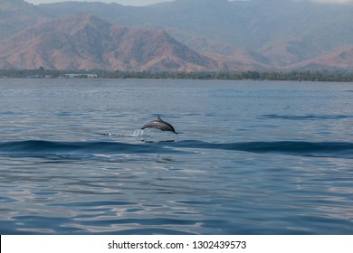 Pygmy Spinner Dolphin Jumping In Timor-Leste