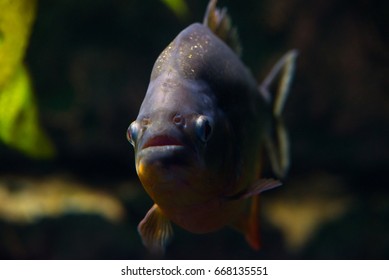 Pygocentrus Nattereri Aquarium Stock Photo 668135551 | Shutterstock