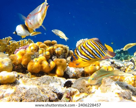 Pygoplites diacanthus or Royal angelfish in an expanse of Red Sea coral reef