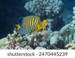 Pygoplites diacanthus royal angelfish or regal angelfish