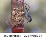 Pygymy Nuthatch (sitta pygmaea) hanging upside-down on a seed feeder
