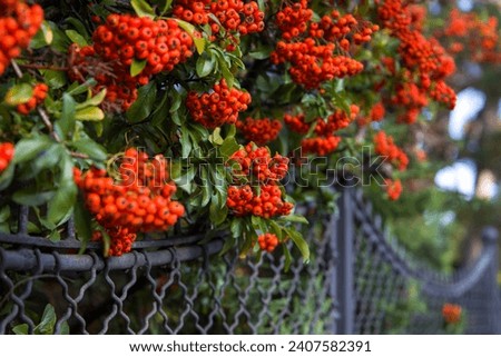 Pyracantha coccinea (Pyracantha coccinea). Close up view. Selective focus.