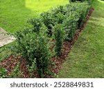 Pyracantha ( firethorn ) attractive orange berries and utumn rain. Pyracantha coccinea orange glow firethorn is excellent evergreen hedge, wall or fence in public park. rows of rectangular shape