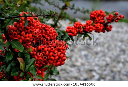 Pyracantha  firethorn  attractive orange berries and utumn rain. Pyracantha coccinea orange glow firethorn is excellent evergreen hedge, wall or fence in public park. rows of rectangular shape