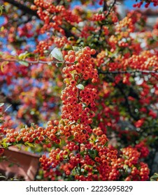 Pyracantha Firethorn shrub background. Evergreen plant with bright red berry like pomes and green foliage. Close up vertical view - Shutterstock ID 2223695829