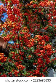Pyracantha Firethorn shrub background. Evergreen plant with bright red berry like pomes and green foliage. Close up vertical view - Shutterstock ID 2223695833
