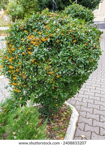 Pyracantha. The image captures a Pyracantha shrub with yellow berries in a park, adding a vibrant and decorative touch to the landscape.The bright fruits attract attention, providing a sense of warmth