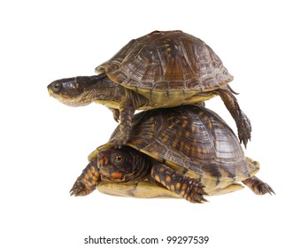 106 Three toed box turtle Images, Stock Photos & Vectors | Shutterstock