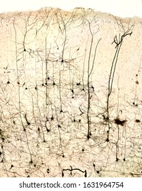 Pyramidal neurons of the cerebral cortex stained with the Golgi silver chromate. From the conic shaped soma, a large apical dendrite and multiple basal dendrites originate.