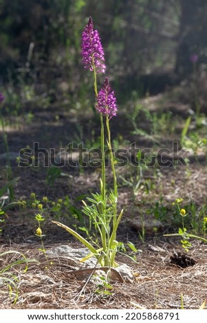 Pyramidal orchid (Anacamptis pyramidalis) in backlight in Ben Shemen forest in spring. Israel