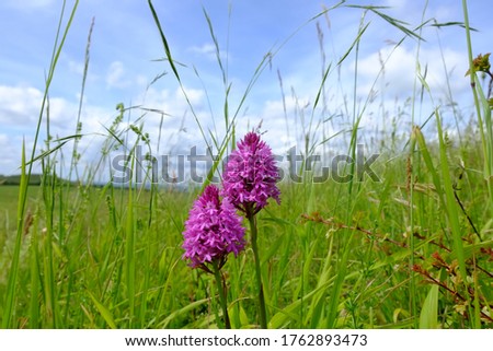 Pyramidal orchid (Anacamptis pyramidalis) growing in chalk grassland, in the Chiltern Hills, England.