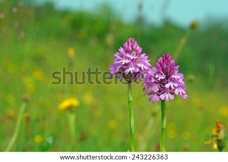 Pyramidal Orchid (Anacamptis pyramidalis) growing wild in a meadow in the Cotswolds, Gloucestershire, UK