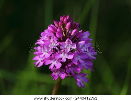 Pyramidal orchid - Anacamptis pyramidalis growing in nature. Oeiras, Portugal.  Orchidaceae family.