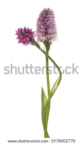 Pyramidal orchid, anacamptis pyramidalis inflorescence isolated on white background, clipping path