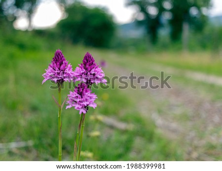 The pyramidal orchid (Anacamptis pyramidalis) is a plant belonging to the Orchidaceae family. It is widespread in central and southern Europe. It is quite common throughout Italy.