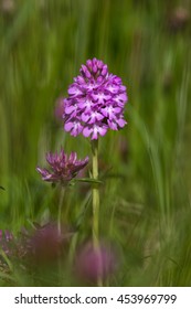 A Pyramidal Orchid (Anacamptis Pyramidalis) With Red Clover In Blurred Chalk Grassland, East Yorkshire, UK