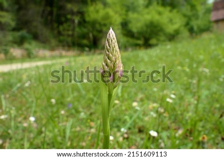Pyramidal Orchid bud (Anacamptis pyramidalis) starting to open up into a flower
