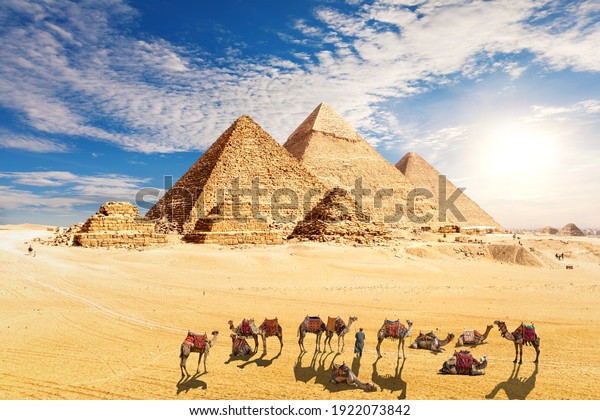 Pyramids of Egypt and Сamel caravan resting in the\
desert, Giza