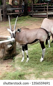 The Pyrenean Ibex