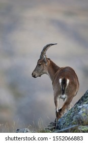 Pyrenean Ibex In The Sierra De Gredos (spain)