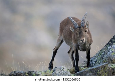 Pyrenean Ibex In The Sierra De Gredos (spain)