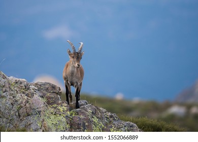 Pyrenean Ibex In The Sierra De Gredos (spain)