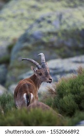 Pyrenean Ibex In The Sierra De Gredos (spain)