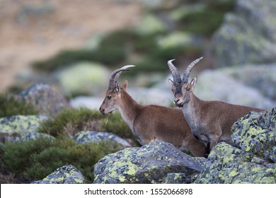 Pyrenean Ibex In The Sierra De Gredos (spain)