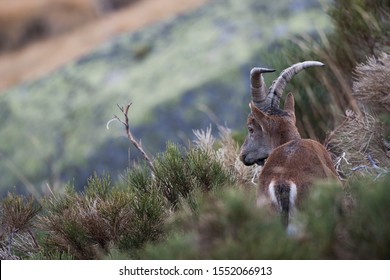 Pyrenean Ibex In The Sierra De Gredos (spain)