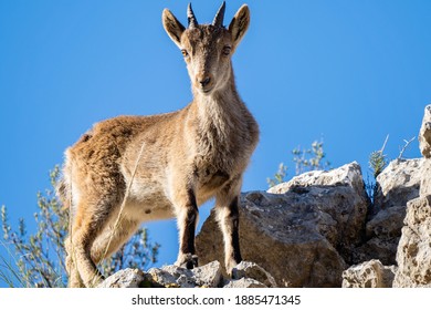 Pyrenean Ibex In The Sierra De Malaga (spain)
