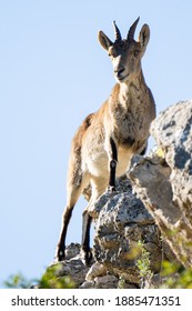 Pyrenean Ibex In The Sierra De Malaga (spain)
