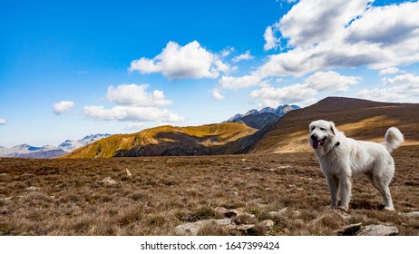 Chien De Montagne Des Pyrenees Images Stock Photos Vectors Shutterstock