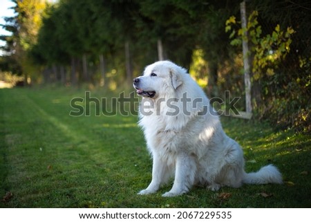 The Pyrenean Mountain Dog is a breed of livestock guardian dog from France, where it is known as the Chien de Montagne des Pyrénée It is called the Great Pyrenees in the United States. Stock foto © 