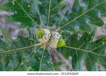 Pyrenean oak branch with leaves and developing acorns. Quercus pyrenaica.