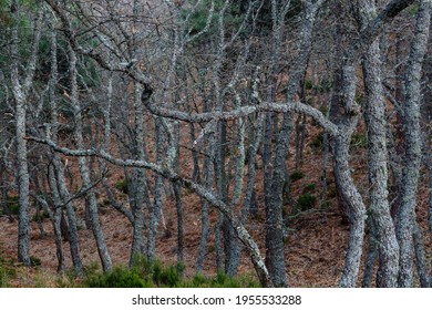 Pyrenean Oak Forest. Quercus Pyrenaica. Tabuyo Del Monte, León, Spain.