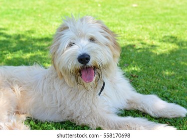 Pyrenean Shepherd Dog