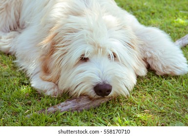 Pyrenean Shepherd Dog