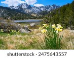 Pyrenees mountain scenery in Andorra country. Blooming wild daffodils  flowers and mountain lake on the background.