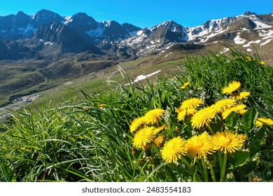 Pyrenees mountain scenery in Andorra country. Blooming wild dandelion flowers. - Powered by Shutterstock