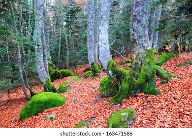 Pyrenees Mountains In Autumn, France, Spain, Nature, Mountains