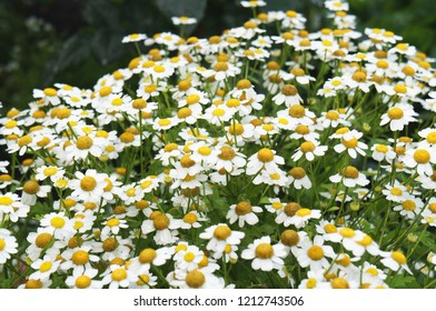 Pyrethrum Parthenium Or Chrysanthemum Parthenium White Flowers 