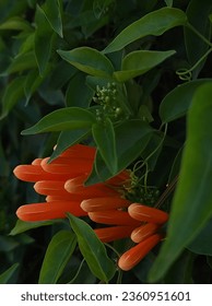 Pyrostegia venusta olso communly known as flamevine or orange trumpet vine - Shutterstock ID 2360951601