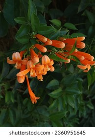 Pyrostegia venusta olso communly known as flamevine or orange trumpet vine - Shutterstock ID 2360951645