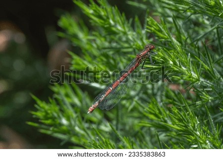 Pyrrhosoma nymphula Large red damselfly male