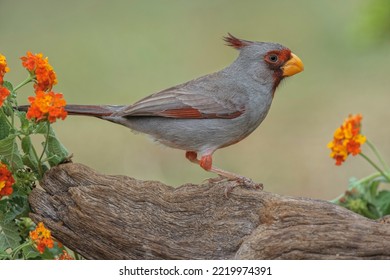 Pyrrhuloxia, Rio Grande Valley, Texas