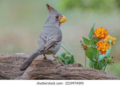 Pyrrhuloxia, Rio Grande Valley, Texas