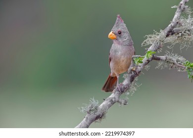 Pyrrhuloxia, Rio Grande Valley, Texas