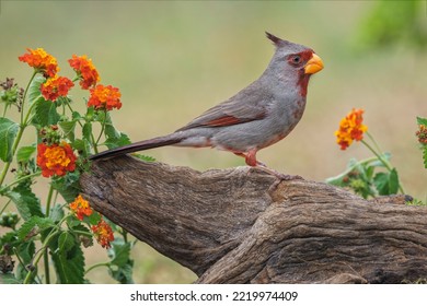 Pyrrhuloxia, Rio Grande Valley, Texas