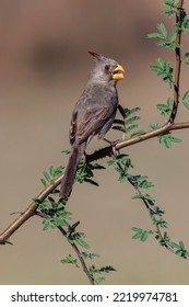 Pyrrhuloxia, Rio Grande Valley, Texas