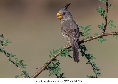 Pyrrhuloxia, Rio Grande Valley, Texas